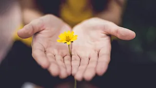 Eine gelbe Blume zwieschen geöffneten Hände